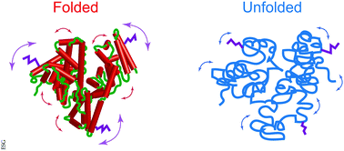 Graphical abstract: Homogeneous and heterogeneous dynamics in native and denatured bovine serum albumin