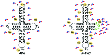 Graphical abstract: Effect of GCAA stabilizing loops on three- and four-way intramolecular junctions