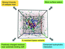 Graphical abstract: Unraveling the effects of amino acid substitutions enhancing lipase resistance to an ionic liquid: a molecular dynamics study