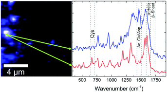 Graphical abstract: Detection and characterization at nM concentration of oligomers formed by hIAPP, Aβ(1–40) and their equimolar mixture using SERS and MD simulations