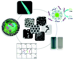 Graphical abstract: Platinum nanoparticles in nanobiomedicine