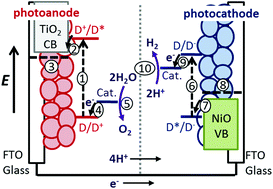 Graphical abstract: Dye-sensitized photocathodes for H2 evolution