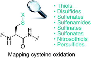 Graphical abstract: Chemical methods for mapping cysteine oxidation