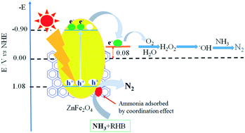 Graphical abstract: Smart photocatalytic removal of ammonia through molecular recognition of zinc ferrite/reduced graphene oxide hybrid catalyst under visible-light irradiation
