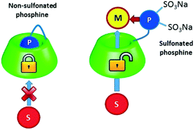 Graphical abstract: Water-soluble phosphane-substituted cyclodextrin as an effective bifunctional additive in hydroformylation of higher olefins