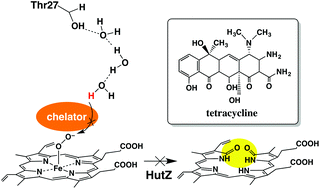 Graphical abstract: Iron chelators inhibit the heme-degradation reaction by HutZ from Vibrio cholerae