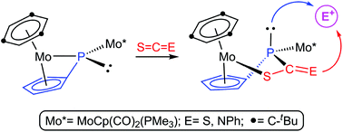 Graphical abstract: Chemistry of CS2- and SCNPh-adducts of the pyramidal phosphinidene-bridged complex [Mo2Cp(μ–κ1:κ1,η5-PC5H4)(CO)2(η6-HMes*)(PMe3)]