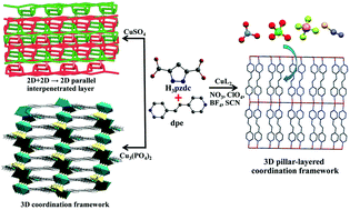 Graphical abstract: Anion-dependent self-assembly of copper coordination polymers based on pyrazole-3,5-dicarboxylate and 1,2-di(4-pyridyl)ethylene