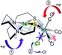 Graphical abstract: Comparisons of MN2S2vs. bipyridine as redox-active ligands to manganese and rhenium in (L–L)M′(CO)3Cl complexes