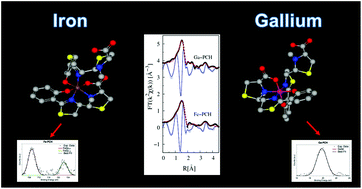Graphical abstract: Understanding the biomimetic properties of gallium in Pseudomonas aeruginosa: an XAS and XPS study