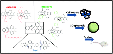 Graphical abstract: Synthesis, characterization and in vitro and in vivo anticancer activity of Pt(iv) derivatives of [Pt(1S,2S-DACH)(5,6-dimethyl-1,10-phenanthroline)]