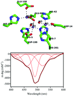 Graphical abstract: Reaction mechanism of the metallohydrolase CpsB from Streptococcus pneumoniae, a promising target for novel antimicrobial agents