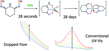 Graphical abstract: Kinetics of complexation of V(v), U(vi), and Fe(iii) with glutaroimide-dioxime: studies by stopped-flow and conventional absorption spectroscopy