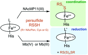 Graphical abstract: Reactions of persulfides with the heme cofactor of oxidized myoglobin and microperoxidase 11: reduction or coordination