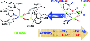 Graphical abstract: Roles of phenol groups and auxiliary ligand of copper(ii) complexes with tetradentate ligands in the aerobic oxidation of benzyl alcohol