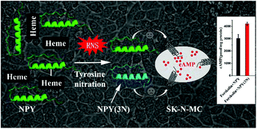 Graphical abstract: NPY binds with heme to form a NPY–heme complex: enhancing peroxidase activity in free heme and promoting NPY nitration and inactivation