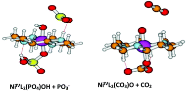 Graphical abstract: The role of carbonate in electro-catalytic water oxidation by using Ni(1,4,8,11-tetraazacyclotetradecane)2+