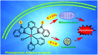 Graphical abstract: Mixed-ligand iridium(iii) complexes as photodynamic anticancer agents