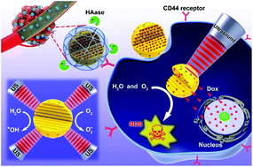 Graphical abstract: An enhanced chemotherapeutic effect facilitated by sonication of MSN