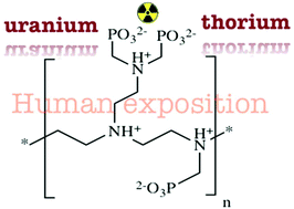 Graphical abstract: Polyethyleneimine methylphosphonate: towards the design of a new class of macromolecular actinide chelating agents in the case of human exposition