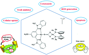 Graphical abstract: The cytotoxicity and mechanism of action of new multinuclear Scaffold AuIII, PdII pincer complexes containing a bis(diphenylphosphino) ferrocene/non-ferrocene ligand