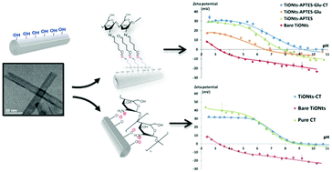 Graphical abstract: Synthesis and characterization of chitosan-coated titanate nanotubes: towards a new safe nanocarrier