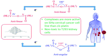 Graphical abstract: Exploring the effect of substituent in the hydrazone ligand of a family of μ-oxidodivanadium(v) hydrazone complexes on structure, DNA binding and anticancer activity