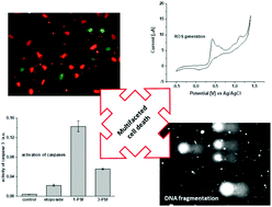Graphical abstract: Copper(i) complexes with phosphine derived from sparfloxacin. Part III: multifaceted cell death and preliminary study of liposomal formulation of selected copper(i) complexes