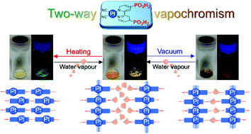 Graphical abstract: Two-way vapochromism of a luminescent platinum(ii) complex with phosphonic-acid-functionalized bipyridine ligand