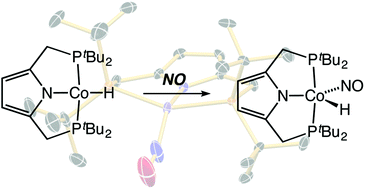 Graphical abstract: Preparation and reactivity of a square-planar PNP cobalt(ii)–hydrido complex: isolation of the first {Co–NO}8–hydride