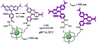 Graphical abstract: A simple method for determining the ligand affinity toward a zinc-enzyme model by using a TAMRA/TAMRA interaction