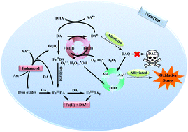 Graphical abstract: The effect of vitamin C and iron on dopamine-mediated free radical generation: implications to Parkinson's disease