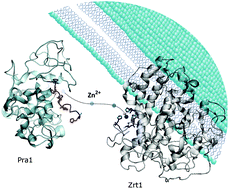 Graphical abstract: Candida albicans zincophore and zinc transporter interactions with Zn(ii) and Ni(ii)