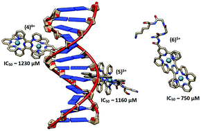 Graphical abstract: Stepwise synthesis, characterization, DNA binding properties and cytotoxicity of diruthenium oligopyridine compounds conjugated with peptides