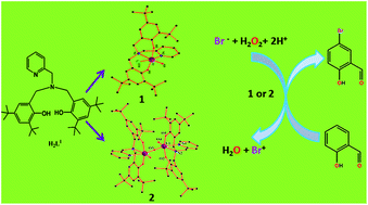 Graphical abstract: Mono- and dinuclear oxidovanadium(v) complexes of an amine-bis(phenolate) ligand with bromo-peroxidase activities: synthesis, characterization, catalytic, kinetic and computational studies