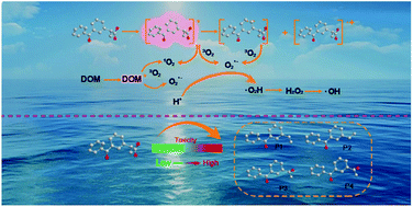 Graphical abstract: Study of the simulated sunlight photolysis mechanism of ketoprofen: the role of superoxide anion radicals, transformation byproducts, and ecotoxicity assessment