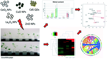 Graphical abstract: Exposure of Cucurbita pepo to binary combinations of engineered nanomaterials: physiological and molecular response