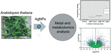 Graphical abstract: Mass spectrometry-based metabolomics to assess uptake of silver nanoparticles by Arabidopsis thaliana