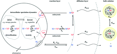 Graphical abstract: Chemodynamics and bioavailability of metal ion complexes with nanoparticles in aqueous media