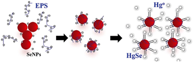 Graphical abstract: Stabilizing interaction of exopolymers with nano-Se and impact on mercury immobilization in soil and groundwater