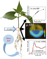 Graphical abstract: Shedding light on the mechanisms of absorption and transport of ZnO nanoparticles by plants via in vivo X-ray spectroscopy