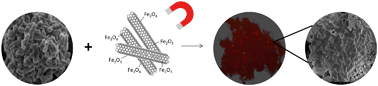 Graphical abstract: Bacterial inactivation by a carbon nanotube–iron oxide nanocomposite: a mechanistic study using E. coli mutants