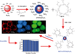 Graphical abstract: Highly efficient and selective extraction of uranium from aqueous solution using a magnetic device: succinyl-β-cyclodextrin-APTES@maghemite nanoparticles