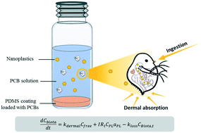 Graphical abstract: Quantifying nanoplastic-bound chemicals accumulated in Daphnia magna with a passive dosing method