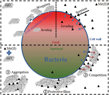 Graphical abstract: Graphene oxide interactions with co-existing heavy metal cations: adsorption, colloidal properties and joint toxicity