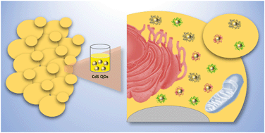 Graphical abstract: Ring-shaped corona proteins influence the toxicity of engineered nanoparticles to yeast