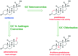 Graphical abstract: Formation of bioactive transformation products during glucocorticoid chlorination