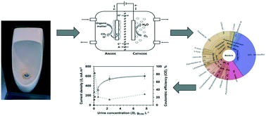 Graphical abstract: Investigating bacterial community changes and organic substrate degradation in microbial fuel cells operating on real human urine