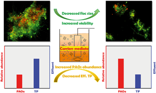 Graphical abstract: The mechanical scouring of bio-carriers improves phosphorus removal and mediates functional microbiomes in membrane bioreactors