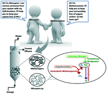 Graphical abstract: In situ ammonia removal by methanogenic granular biomass